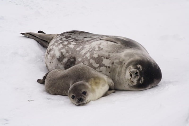 Adorable animal photos mother seal and baby sleep