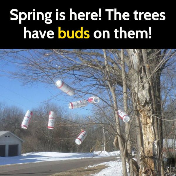 Funny spring meme Spring is here! The trees have buds on them!
