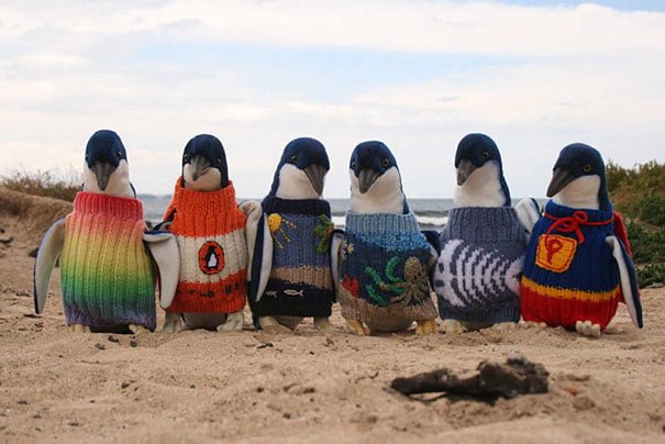 Funny Animals Wearing Knitted Outfits penguins sweaters