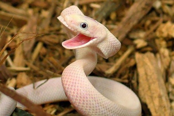 Cute Funny smiling snake