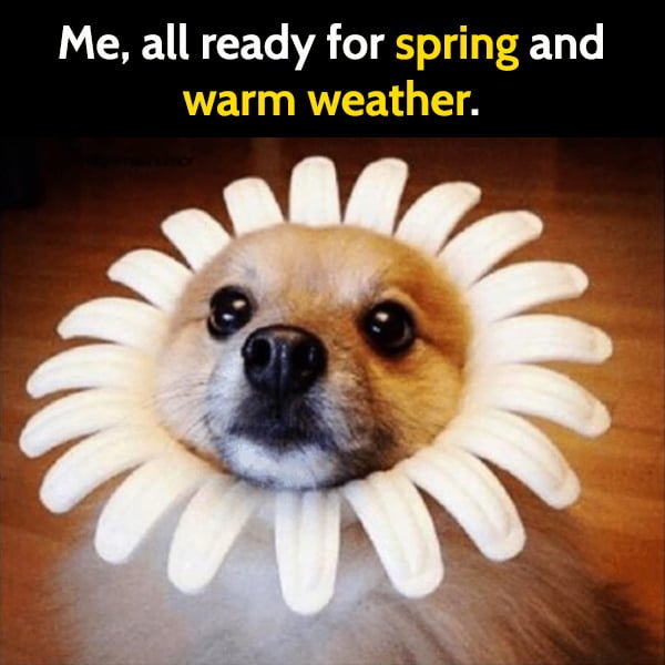 Funny Spring Meme Me, all ready for spring and warm weather.