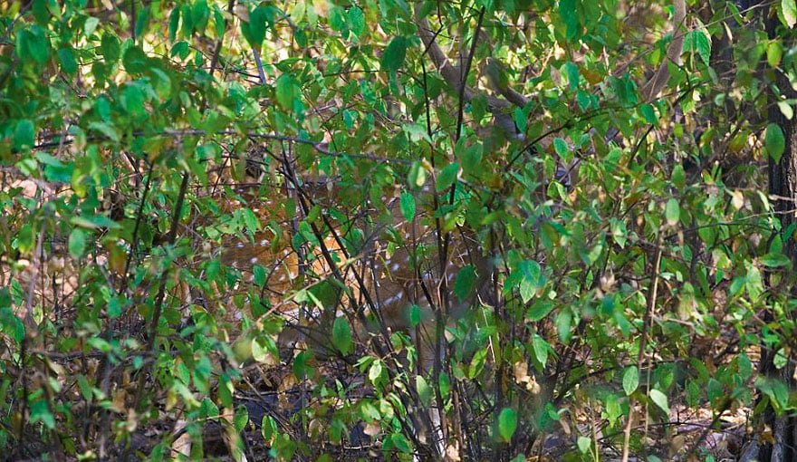 Camouflaged animals hard to see