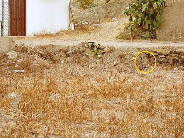 Find the hiding cat