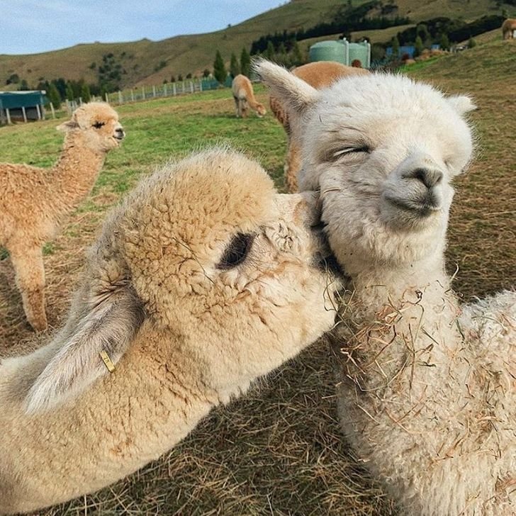 Adorable animal photos mother alpaca kisses baby
