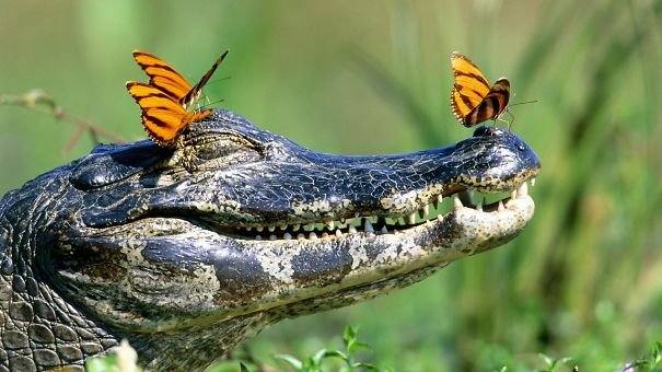 Cute Funny smiling alligator