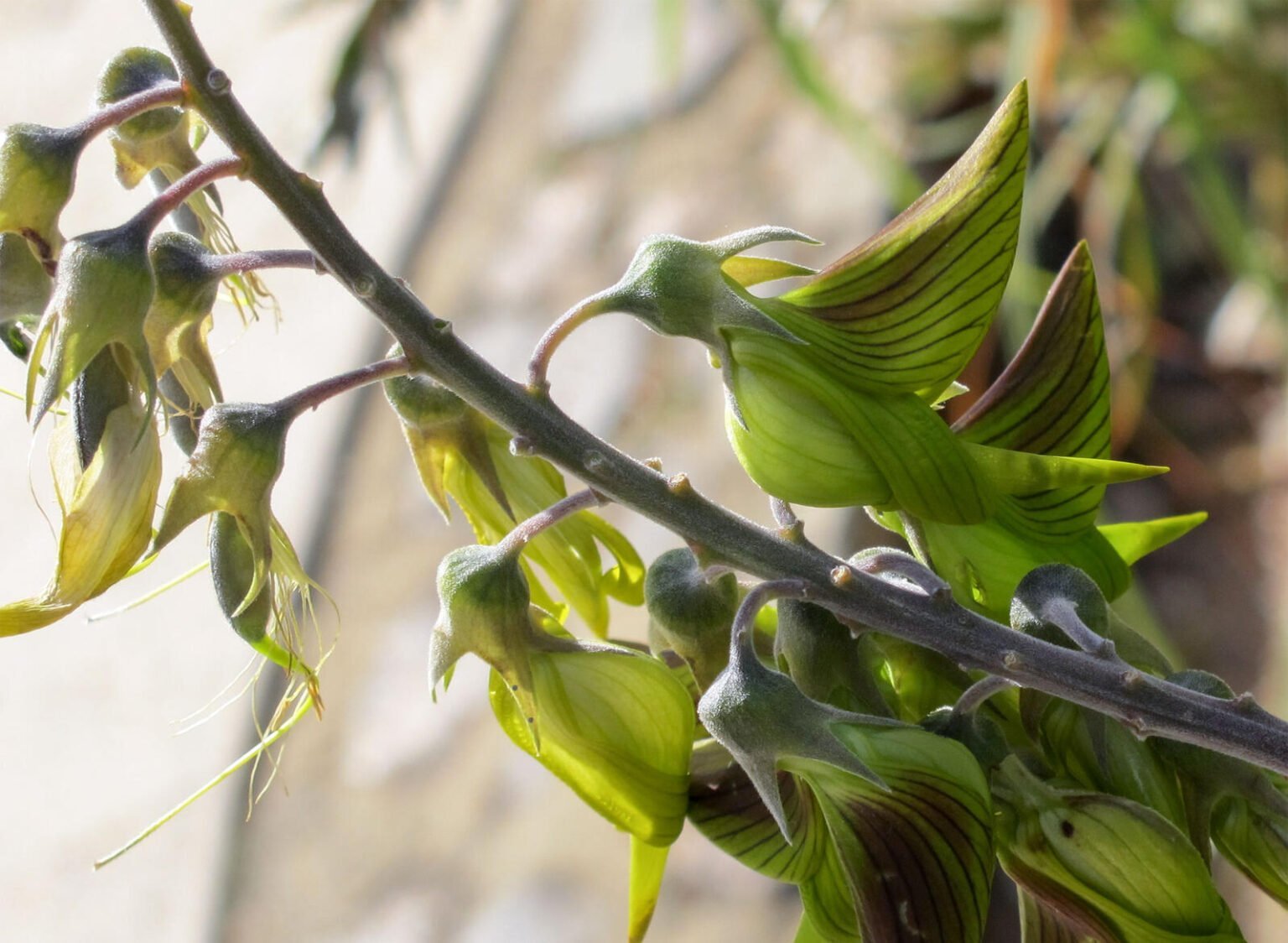 Interesting Flowers And Plants That Look Like Something Else Bouncy Mustard