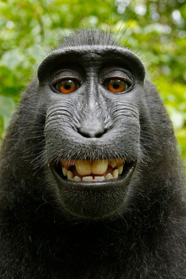 Cute Funny smiling monkey