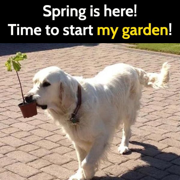 Funny Spring Meme Spring is here! Time to start my garden!