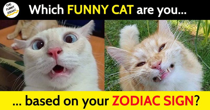 funny cat zodiac