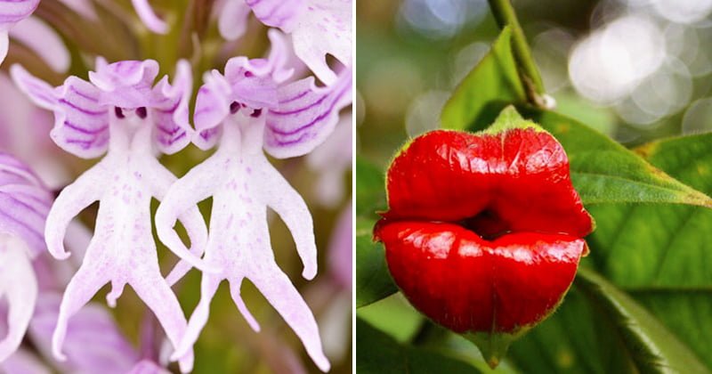 25 Interesting Flowers And Plants That Look Like Something Else - Bouncy  Mustard