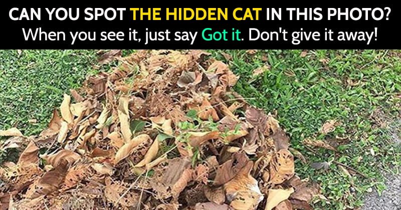 share hidden cats