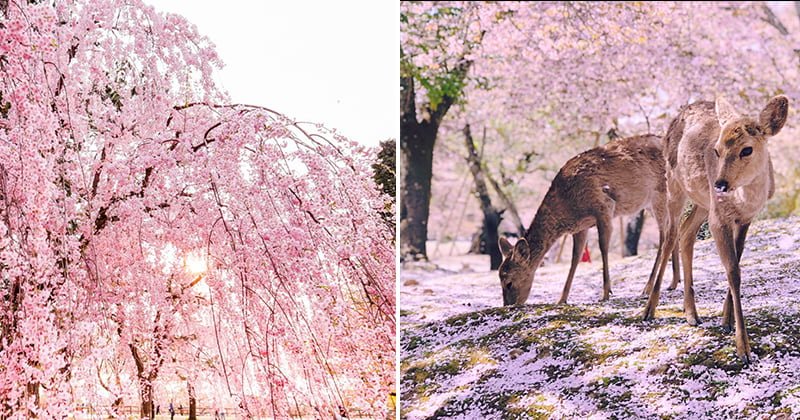 Cherry Blossom Trees Spring