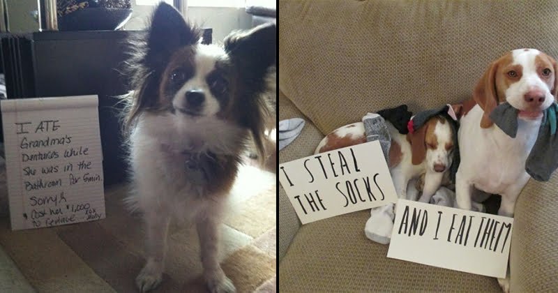Funny owners shame their pets online