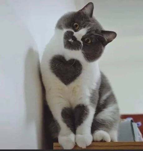 cat Animals With Unusual Fur Mark Heart Shape
