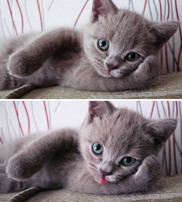 Kitten Poses For The Camera