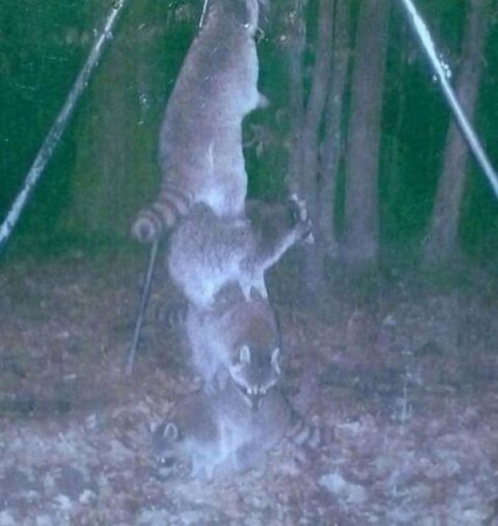 Wildlife Trail Cam Photos Hilarious Raccoons