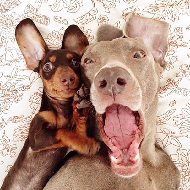 Funny Animals Selfies dogs