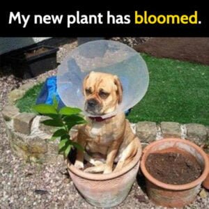 25 Funny Gardening Memes For Everyone Who Loves Plants - Bouncy Mustard