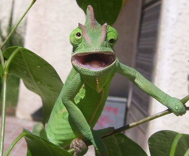 Non Photogenic Animals Funny Chameleon