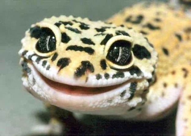 Ridiculously Photogenic Gecko