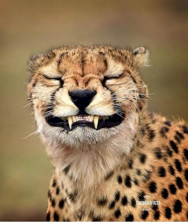 Non Photogenic Animals Funny Cheetah