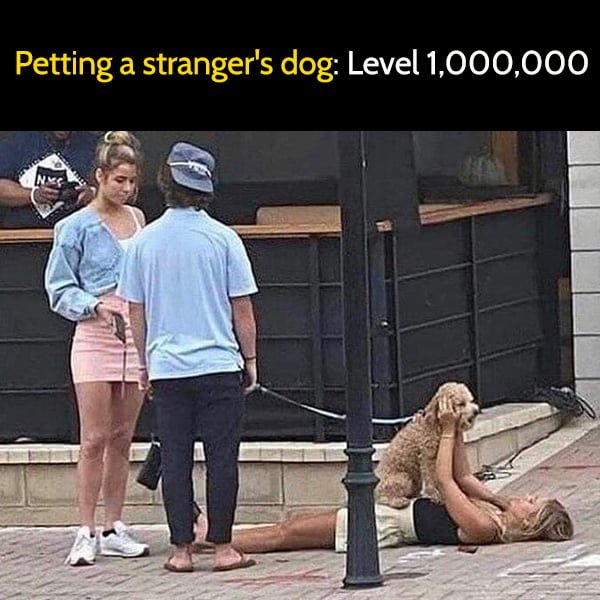 Funny Memes Petting a stranger's dog: Level 1,000,000