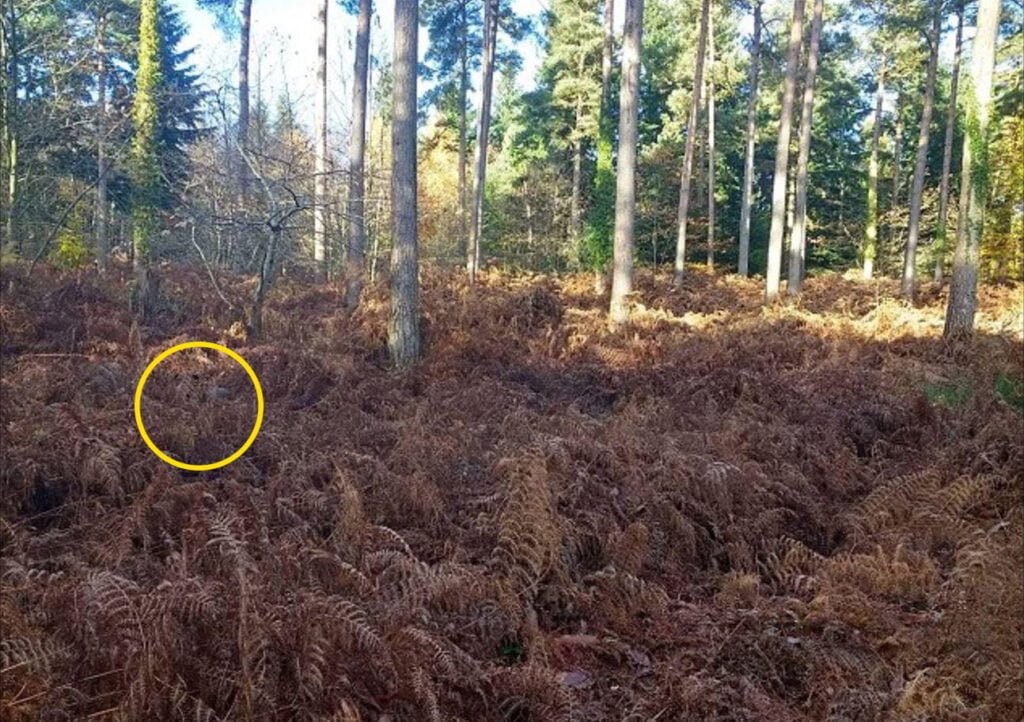 Find The Hidden Dog Perfectly Camouflaged