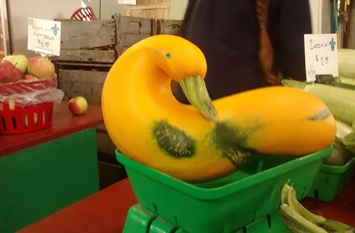 pumpkin looks like duck