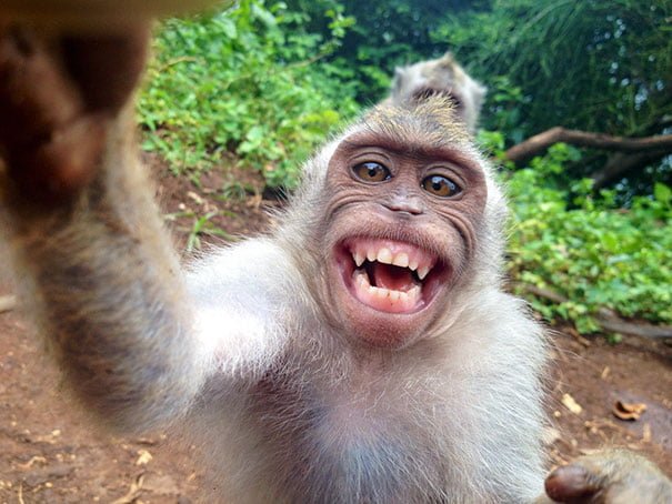 Funny Animals Selfies Monkey