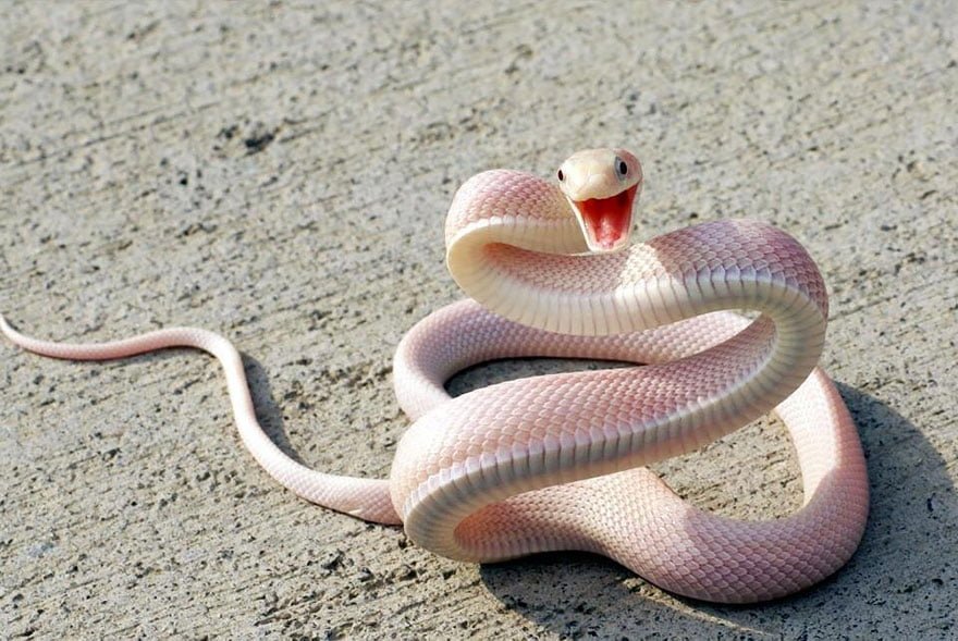 Rare Albino snake