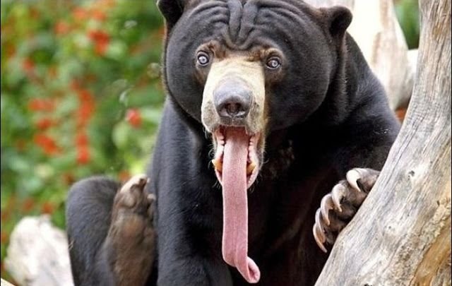 Non Photogenic Animals Funny Bear Long Tongue