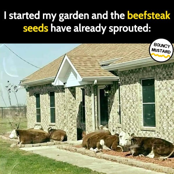 Funny Memes I started my garden and the beefsteak seeds have already sprouted:
