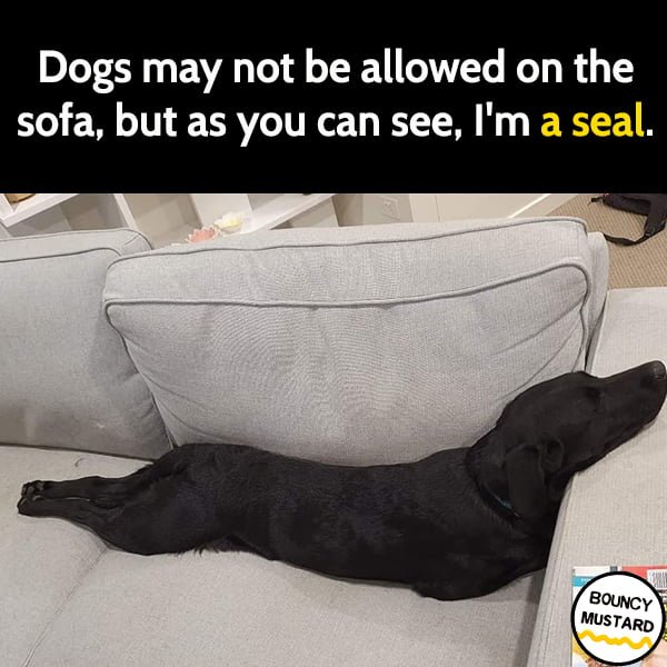 Funny Memes Dogs may not be allowed on the sofa, but as you can see, I'm a seal.