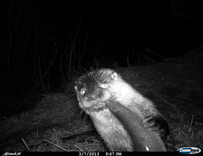 Wildlife Trail Cam Photos Hilarious otter eating fish