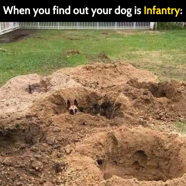 Funny Memes When you find out your dog is Infantry: