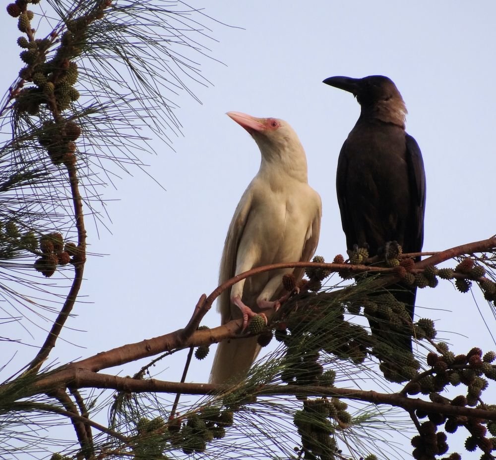 Rare Albino crow