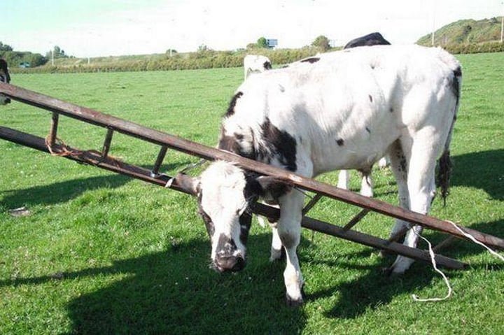 Funny Cow Got Stuck Animals