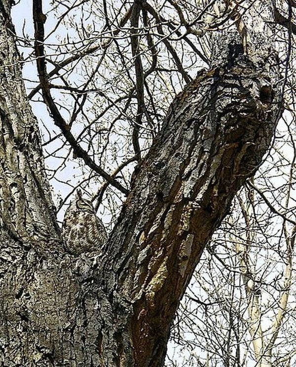 camouflaged owl - find the hidden animal photo riddle