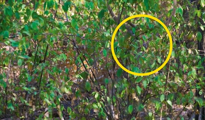 Find The Hidden Animal Riddle Camouflage Photo