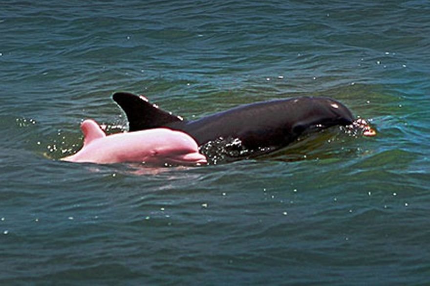 Rare Albino dolphin