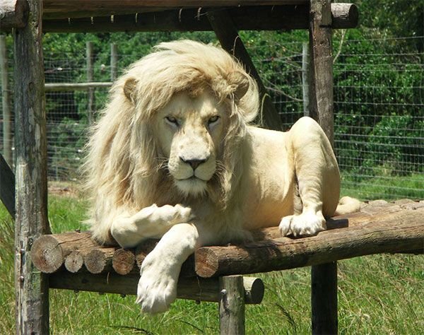 Ridiculously Photogenic Lion