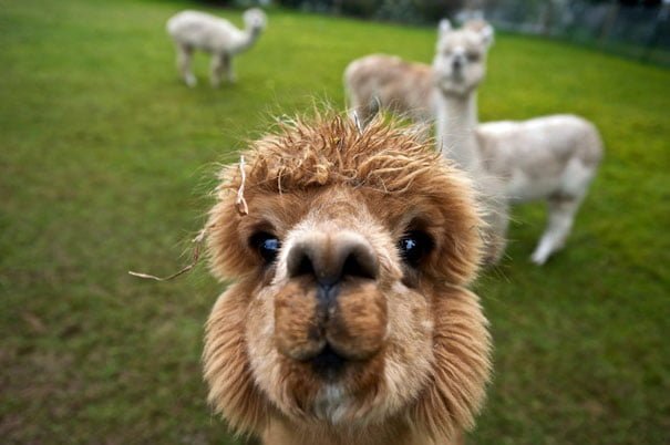 Funny Animals Selfies llama