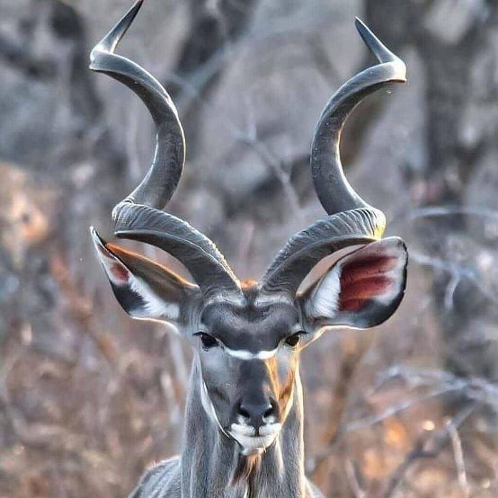 Ridiculously Photogenic antelope
