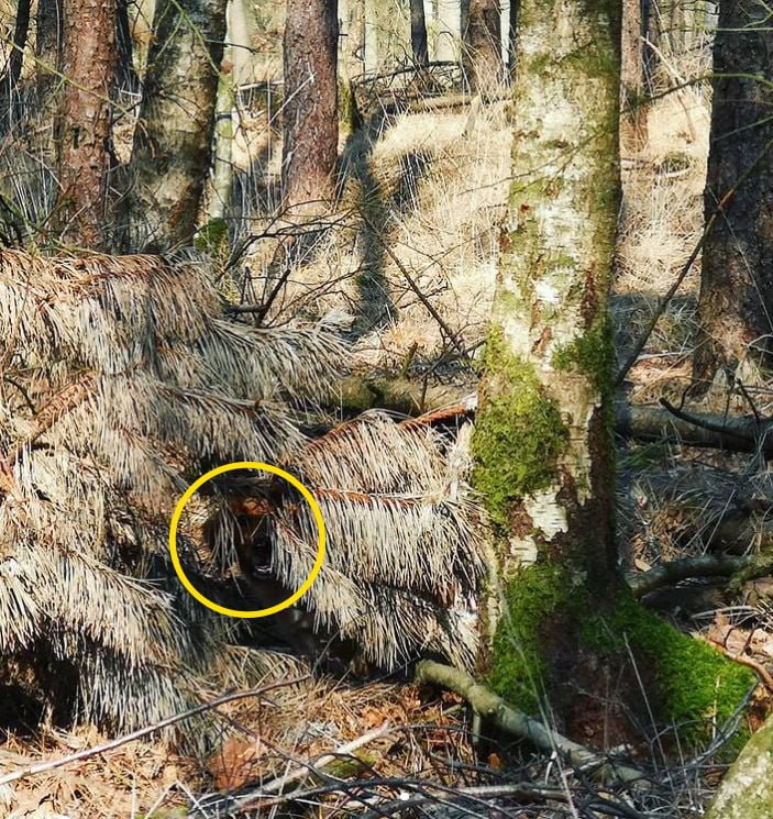 Find The Hidden Dog Perfectly Camouflaged