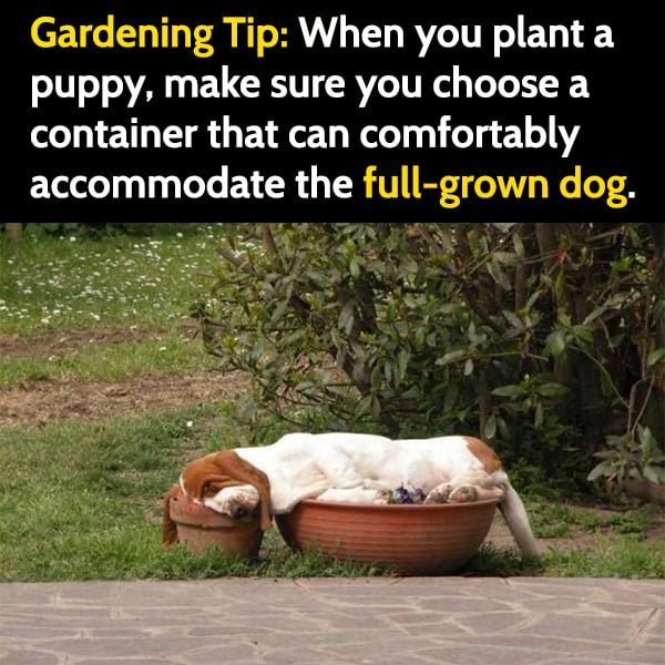 Funny Gardening Memes When you plant a puppy, make sure you choose a container that can comfortably accommodate the full-grown dog.