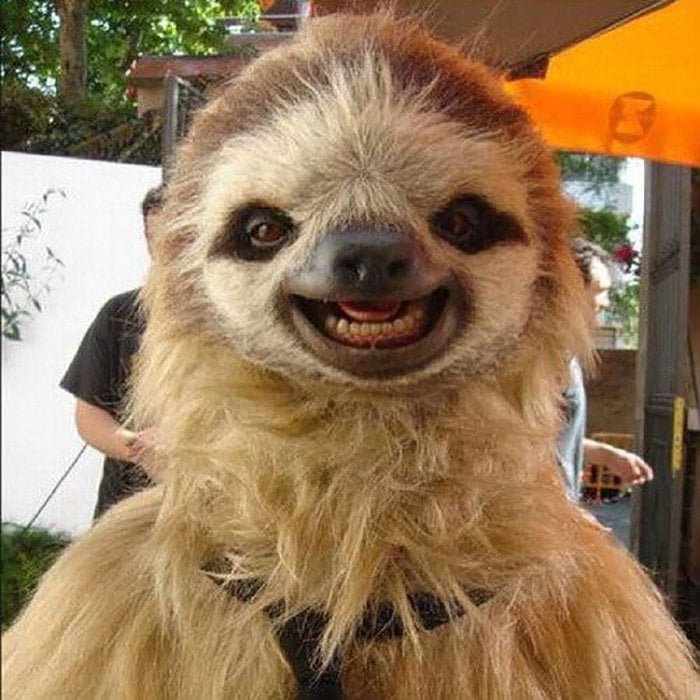 Ridiculously Photogenic Sloth