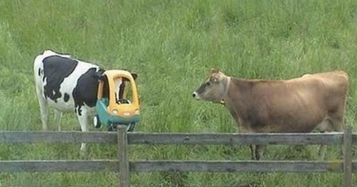 Funny Cow Got Stuck Animals