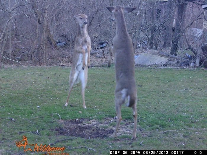 Wildlife Trail Cam Photos Hilarious deer fight