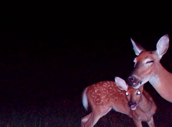 Wildlife Trail Cam Photos Hilarious deer