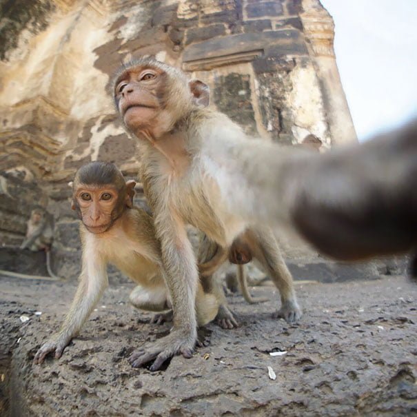 Funny Animals Selfies Monkeys
